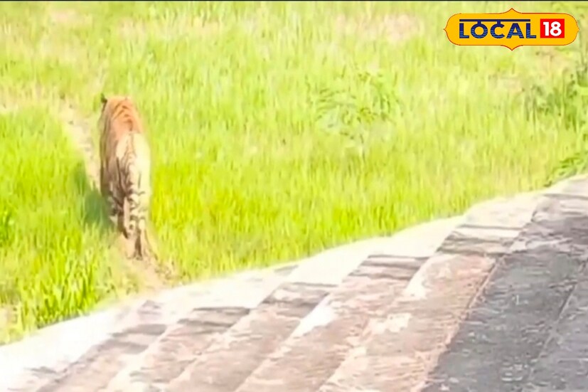 তাতে অবশ্য কোনও সমস্যা নেই। দিব্যি খেয়ে সাবার করে দিচ্ছে। জানা গিয়েছে, ১০ বছর বয়স হলেও তাকে আর জঙ্গলে ছাড়া যাবে না। কারণ ওই দাঁতের সমস্যা। শিকার ধরে খেতে পারবে না সুন্দরবনের এই রাজা।