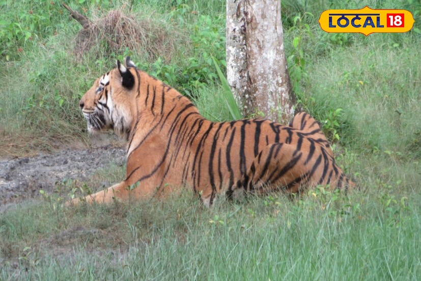 এখনও চিকিৎসকদের পর্যবেক্ষণে রাখা হয়েছে তাকে। যেহেতু আলিপুর চিড়িয়াখানার কংক্রিটের পরিবেশে বহুদিন কাটিয়েছে ওই বাঘ সেহেতু নতুন জায়গায় মানিয়ে নিতে পারবে কি না সেটাই এখন দেখতে চাইছেন তাঁরা। তাই আপাতত বন্ধ পৃথক ঘরেই রাখা হচ্ছে বাঘ মামাকে।