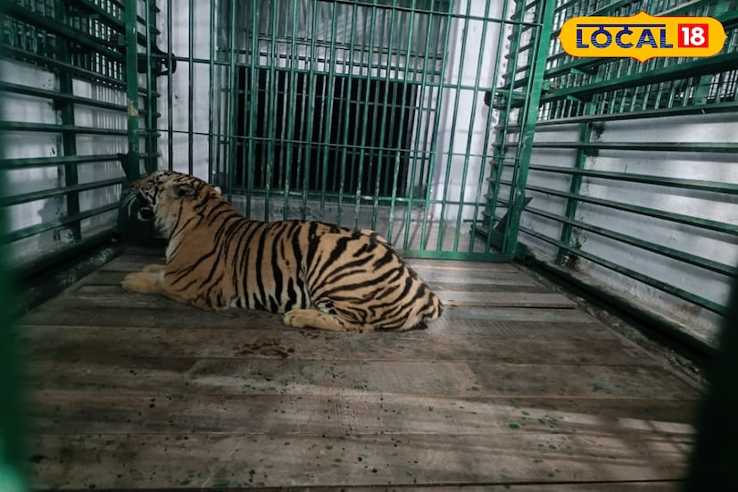 বর্তমানে এই পুনর্বাসন কেন্দ্রে সুন্দর ও সোহিনী নামক দুটি বাঘ রয়েছে। তারা এখানকার পরিবেশ ও আদব কায়দার সঙ্গে অভ্যস্ত হয়ে উঠেছে। কখন খাবার দেওয়া হয় সেটাও তারা জানে। তাই এনক্লোজারের বাইরে জঙ্গল পরিবেশের মতো তৈরি করা বিচরণ কেন্দ্রে ঘোরাঘুরির পর ঠিক ওই সময় তারা খাঁচায় ফিরে আসে।