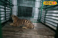 নামেই বাঘ! মাংস খেতে পারে না! ভরসা বোনলেস চিকেন, এ কেমন 'টাইগার'!