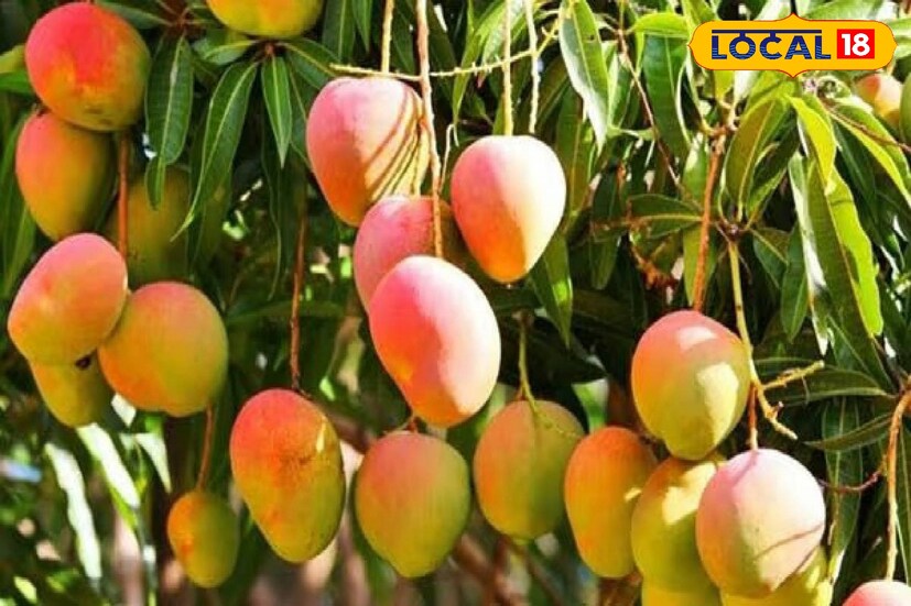 দাপিয়ে গরম পড়েছে। এর অন্য একটি অর্থ হল আমের মরশুম এসে গিয়েছে। কিন্তু শুধু তো গপগপ করে আম খেলেই হল না, কোন আমের কেমন স্বাদ, কেমন তার গন্ধ— সে সম্পর্কে ধ্যানধারণা থাকাও দরকার। কারণ তা হলেই আম খাওয়ার মজা বেড়ে যায়। 