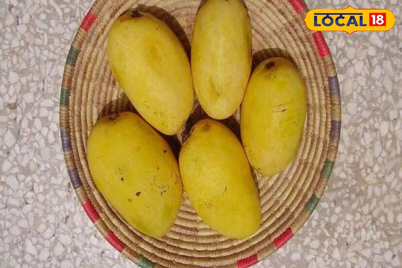 গরমকাল মানেই আমের সম্ভার। ফলের রাজা। আর মুর্শিদাবাদ জেলা আমের জেলা। জেলার চারিদিকে যেমন ইতিহাস ছড়িয়ে ছিটিয়ে আছে, ঠিক তেমনই আছে নবাবের আমলের আম বাগান। কিন্তু অনেক আম গাছ থাকলেও এখন কয়েকটি গাছে টিকে আছে ঐতিহাসিক পুরোনো আম। সেই রকমই আম হল গোলাপখাস।