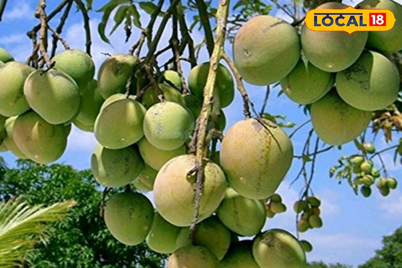 অনেক অসাধু দোকানদারই একটা আমের নাম এবং দাম বলে ক্রেতাকে বেচে দেয় অন্য জাতের আম৷ আম কিনে ঠকার নজির কম নেই৷ 