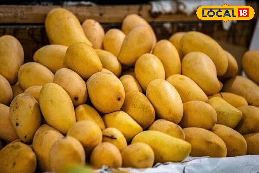 হিমসাগর: মিষ্টতার কারণেই সবচেয়ে জনপ্রিয় এই আম। মে মাসের প্রথম সপ্তাহ থেকেই বাজারে আসতে শুরু করে এটি। দ্রুত শেষ হয়ে যায়। মরশুমের গোড়াতেই শুধু এই আম পাওয়া যায়।