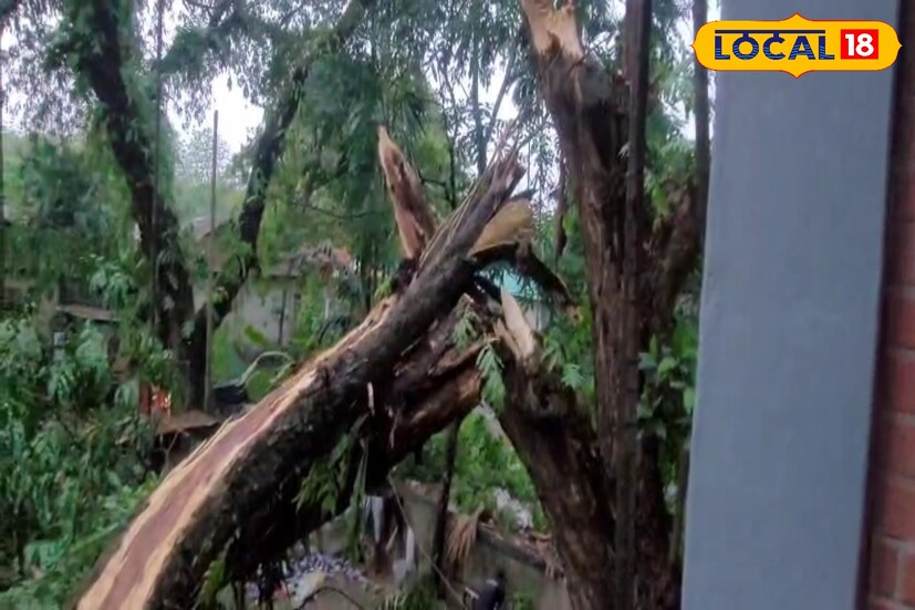 অন্যদিকে মাদারিহাটে ঝড়ের কারনে গাছ ভেঙে জলদাপাড়ার রাস্তায় পড়ে রয়েছে। বিদ্যুতের খুঁটি উপড়ে পড়েছে। বর্তমানে বিদ্যুৎহীন গোটা এলাকা। একটি বেসরকারি লজে ক্ষতি হয়েছে বলে জানা যায়।