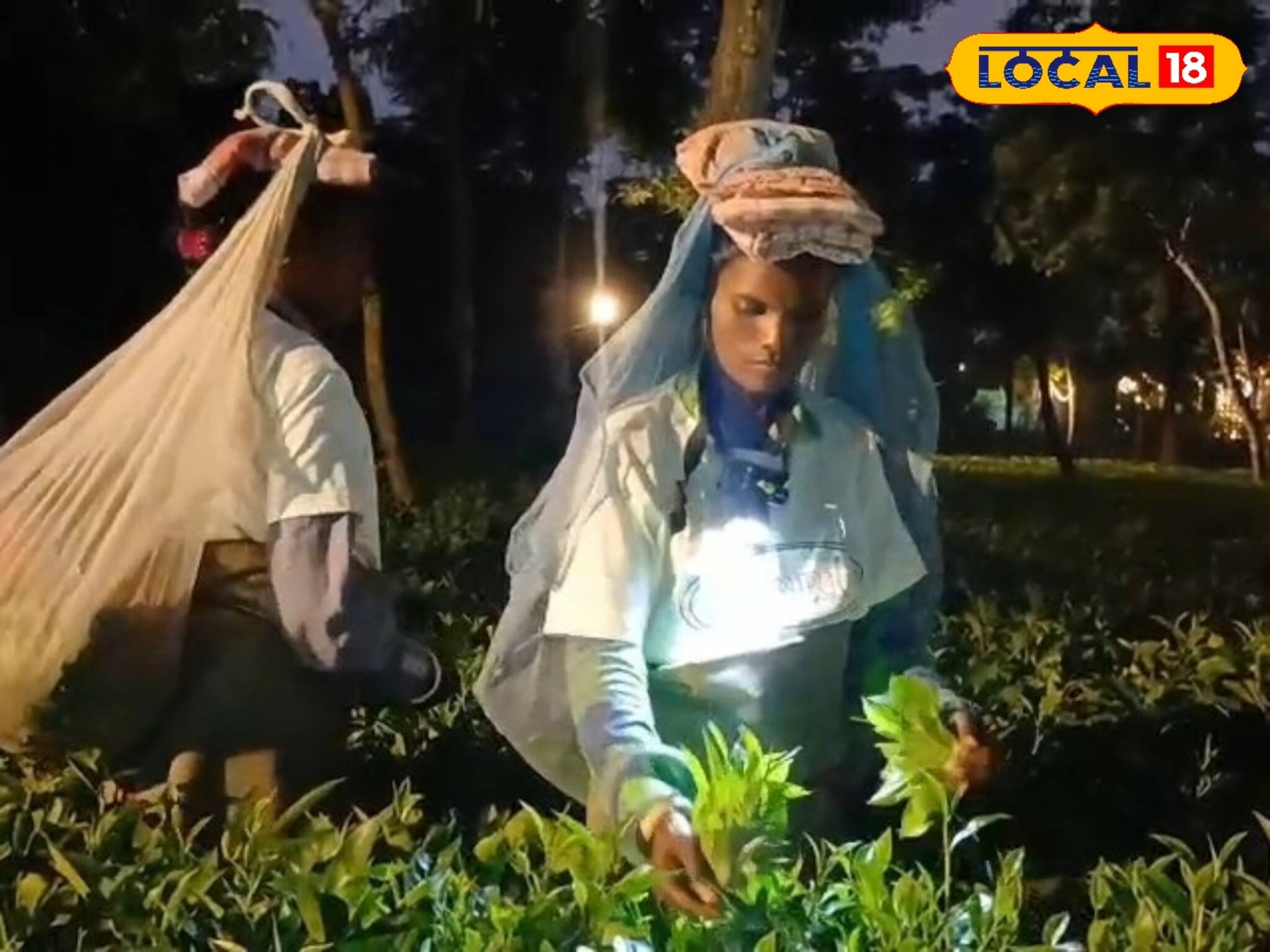মশাল জ্বালিয়ে চাঁদের আলোয় চা পাতা তোলা! দেখল পর্যটকরা, জানেন কতটা গুরুত্ব মুনলাইট টি-এর