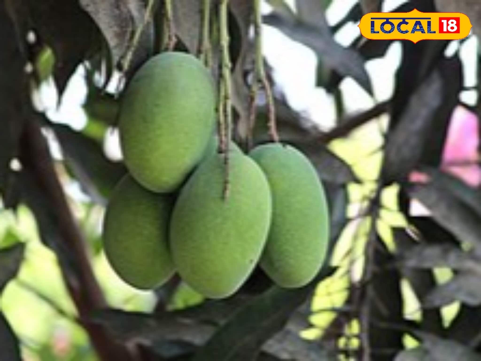 মিয়াজাকি শুনেছেন, ল্যাংড়া, হিমসাগর শুনেছেন। কিন্তু চৌসা! জানেন এই আমের উৎপত্তি, গুরুত্ব