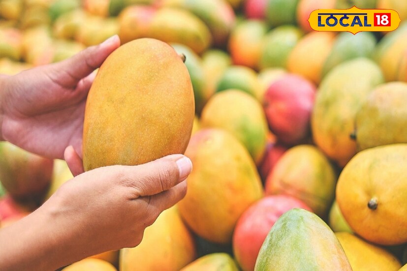 আমের মরশুম শুরু হয়ে গিয়েছে। আপনি হয়ত গাছে, গাছে, বাজারে এবং এবার বাড়িতেও আম দেখতে শুরু করেছেন। কমই এমন মানুষ আছেন যিনি আম খেতে পছন্দ করেন না। কারণ আম হল ফলের রাজা। ১৫০০টিরও বেশি জাত ও ভিন্ন ভিন্ন প্রকৃতি রয়েছে এই ফলের এবং সবগুলিই একে অপরের থেকে এক্কেবারেই আলাদা।