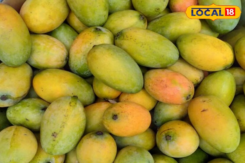 নবাব আমল থেকেই মুর্শিদাবাদের বিভিন্ন বাগানে এই আমের চাষ করা হয়। বর্তমানে এই আমের ফলন ও অধিক। মে মাসের শেষের দিকে এই আম পাকলেই বাজারে মিলতে শুরু করে ।