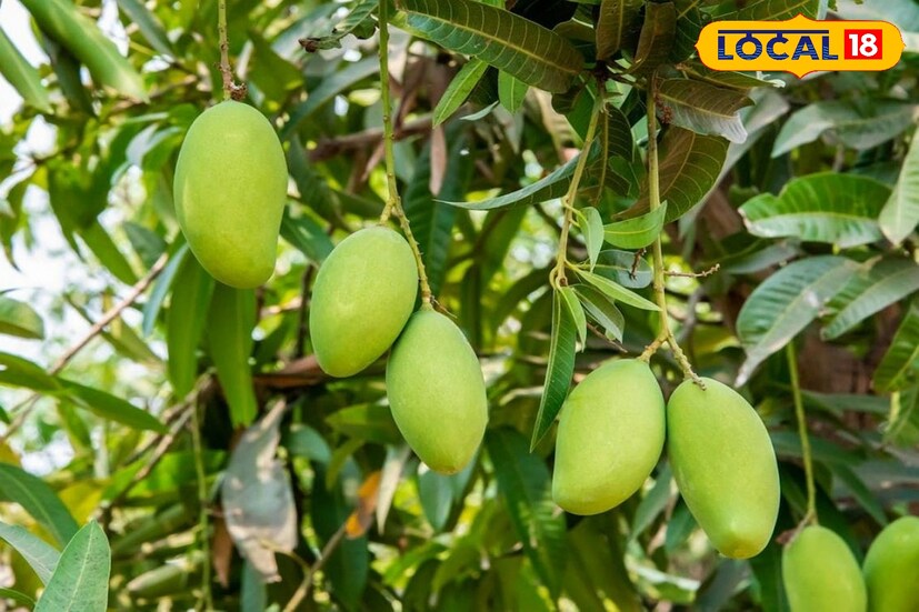 আমকে কেন ফলের রাজা বলা হয়? আমকে ফলের রাজা বলা হয় কারণ এতে রয়েছে অনেক পুষ্টিগুণ যা আমাদের স্বাস্থ্যের জন্য উপকারী। দেশে ১৫০০ টিরও বেশি জাতের আম রয়েছে এবং প্রতিটিরই আলাদা আলাদা স্বাদ রয়েছে। ভারতে আম নিয়ে মানুষের মধ্যে ভিন্ন ধরনের উন্মাদনা রয়েছে। এই দেশে প্রতিবছর প্রায় ২৫ মিলিয়ন টন আম উৎপাদিত হয়।