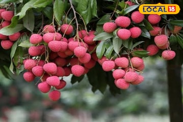 এই জেলাতেই হয় পশ্চিমবঙ্গের সবচেয়ে বেশি লিচু! জেনে নিন মিষ্টি লিচু চেনার টিপস! এই জেলাতেই হয় পশ্চিমবঙ্গের সবচেয়ে বেশি লিচু! জেনে নিন মিষ্টি লিচু চেনার টিপস!