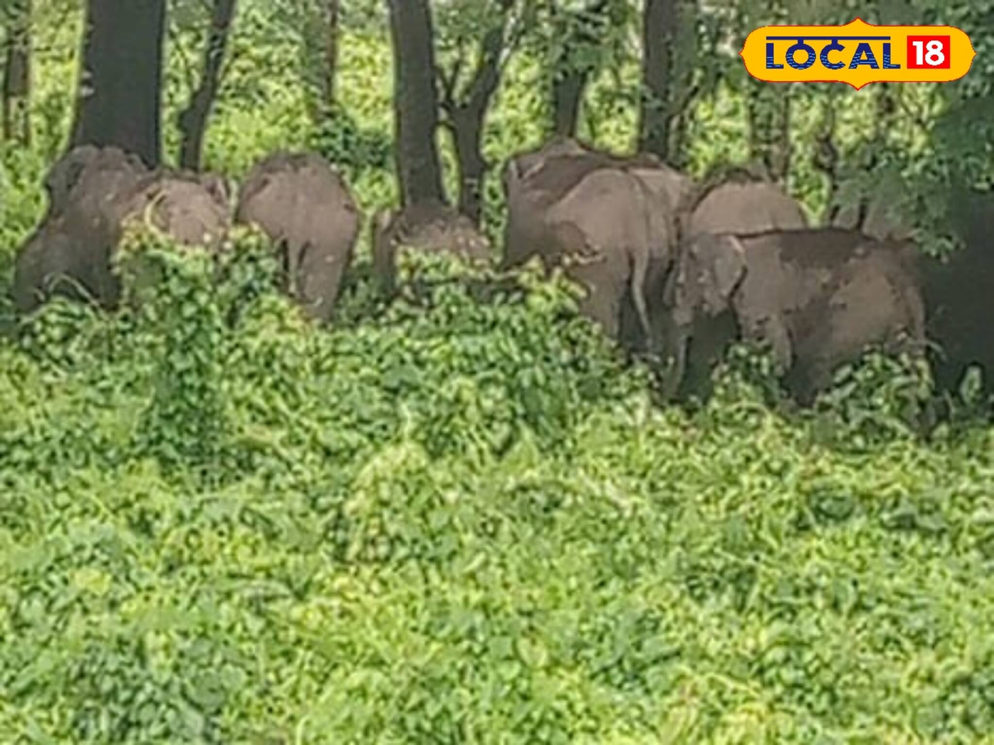 এলাকায় চলে এসেছে ১৭ টি হাতি, আতঙ্কে রণবাহাদুরবস্তিবাসী 