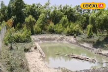ঘূর্ণিঝড়ের ত্রাতা ম্যানগ্রোভ ধ্বংসের অভিযোগ সাগরে