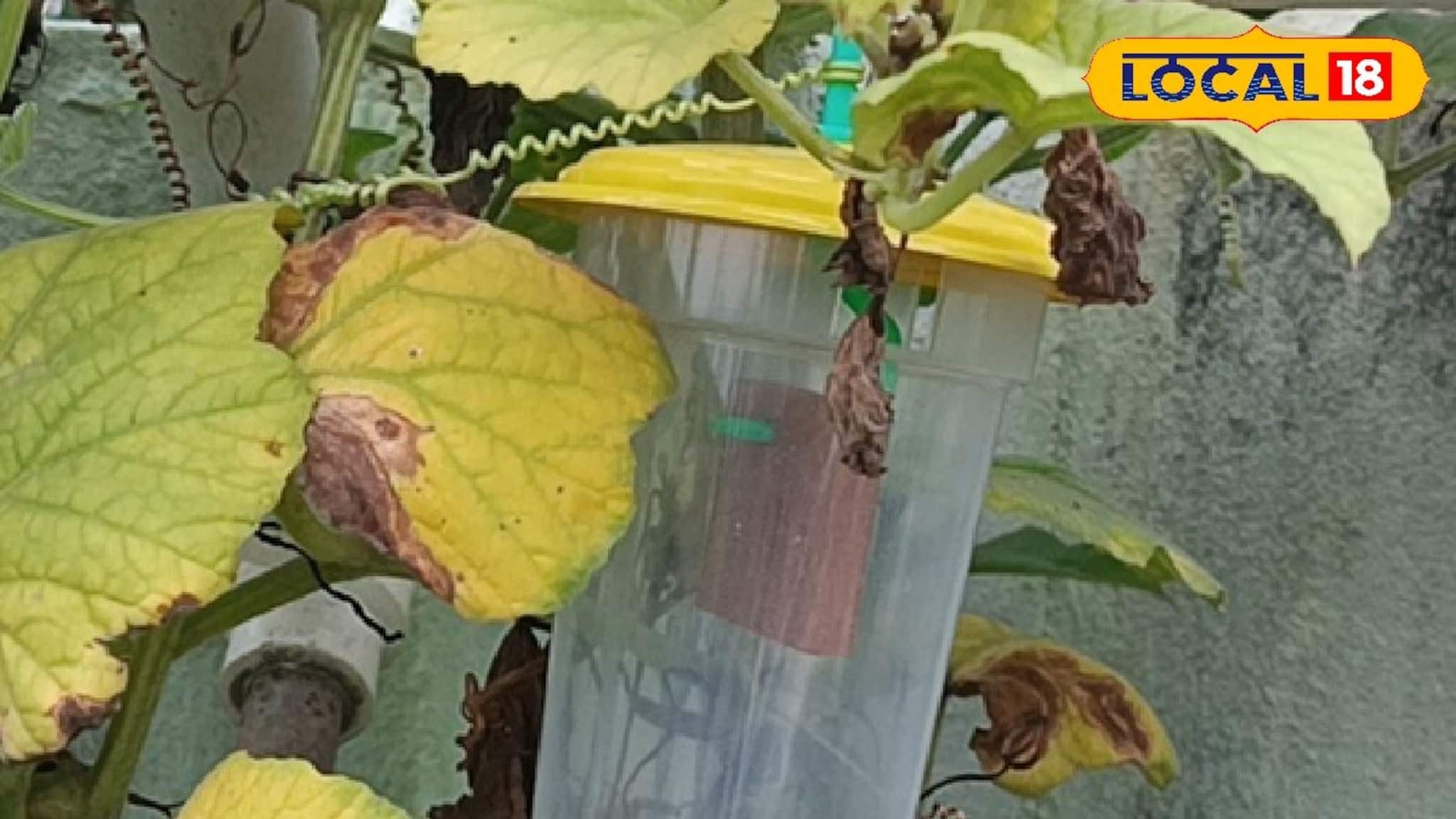 বিশেষ এই ফাঁদ ব্যবহার করেই কৃষক পাবেন সুবিধা! চাল কুমড়ো চাষে আসবে বাড়তি লাভ