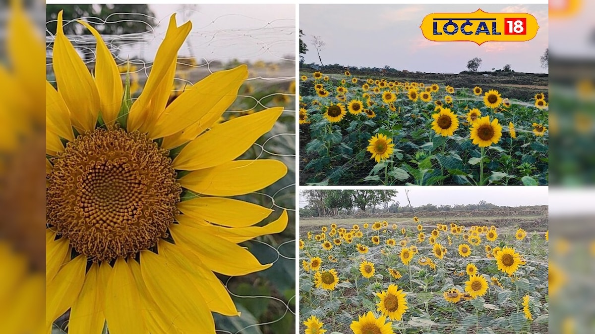 Sunflower Cultivation: রুক্ষ লাল মাটিতে কৃষকদের কামাল, পুরুলিয়ার মাটিতে হুড়মুড়িয়ে চাষ হচ্ছে সূর্যমুখী, টাকা রোজগারও দেদার | Sunflower Cultivation: Sunflower cultivation is taking place in purulia, know how