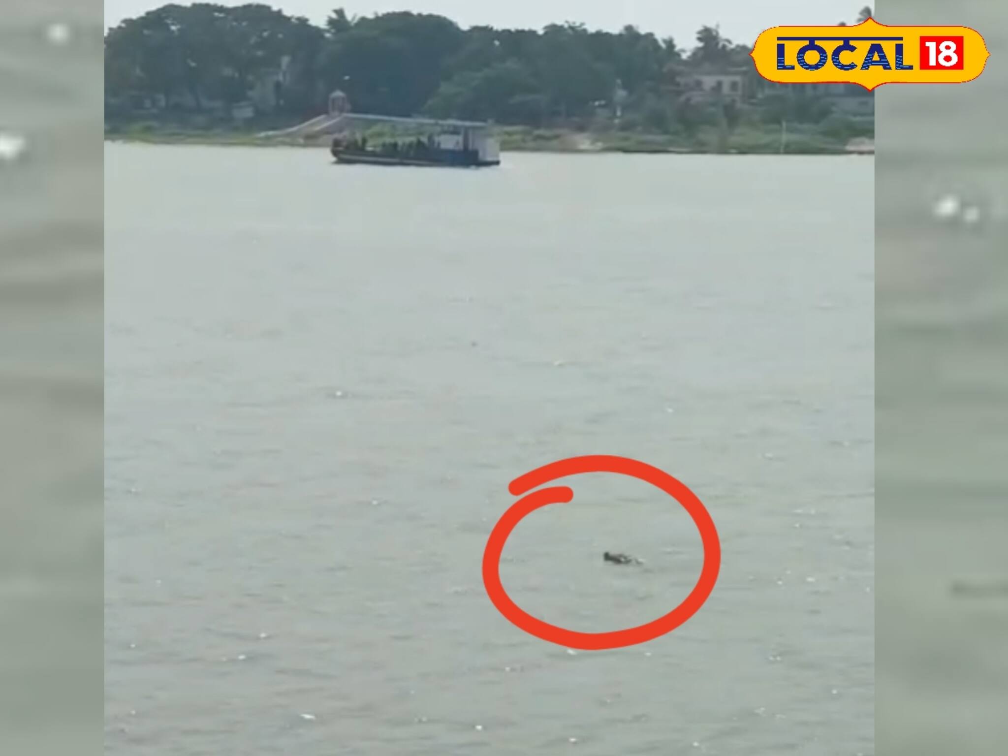 পুণ্যার্থীদের স্নানের ঘাটে সাঁতার কাটছে কুমির! ফের নবদ্বীপে 'কুমির আতঙ্ক'