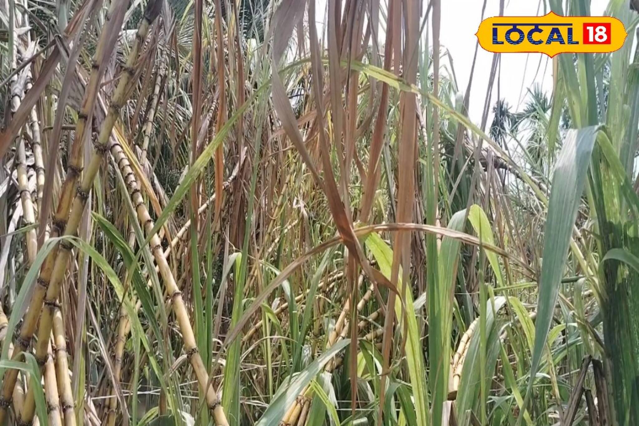 খরচ মাত্র ২০ হাজার টাকা, কিন্তু রোজগার আকাশছোঁয়া! এই ফসল চাষ করে ভাগ্যবদল করুন