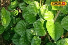 ফের বেনিয়ম শুরু! পান বিক্রিতে আবারও নজরদারি বাড়ানোর দাবি কৃষকদের 