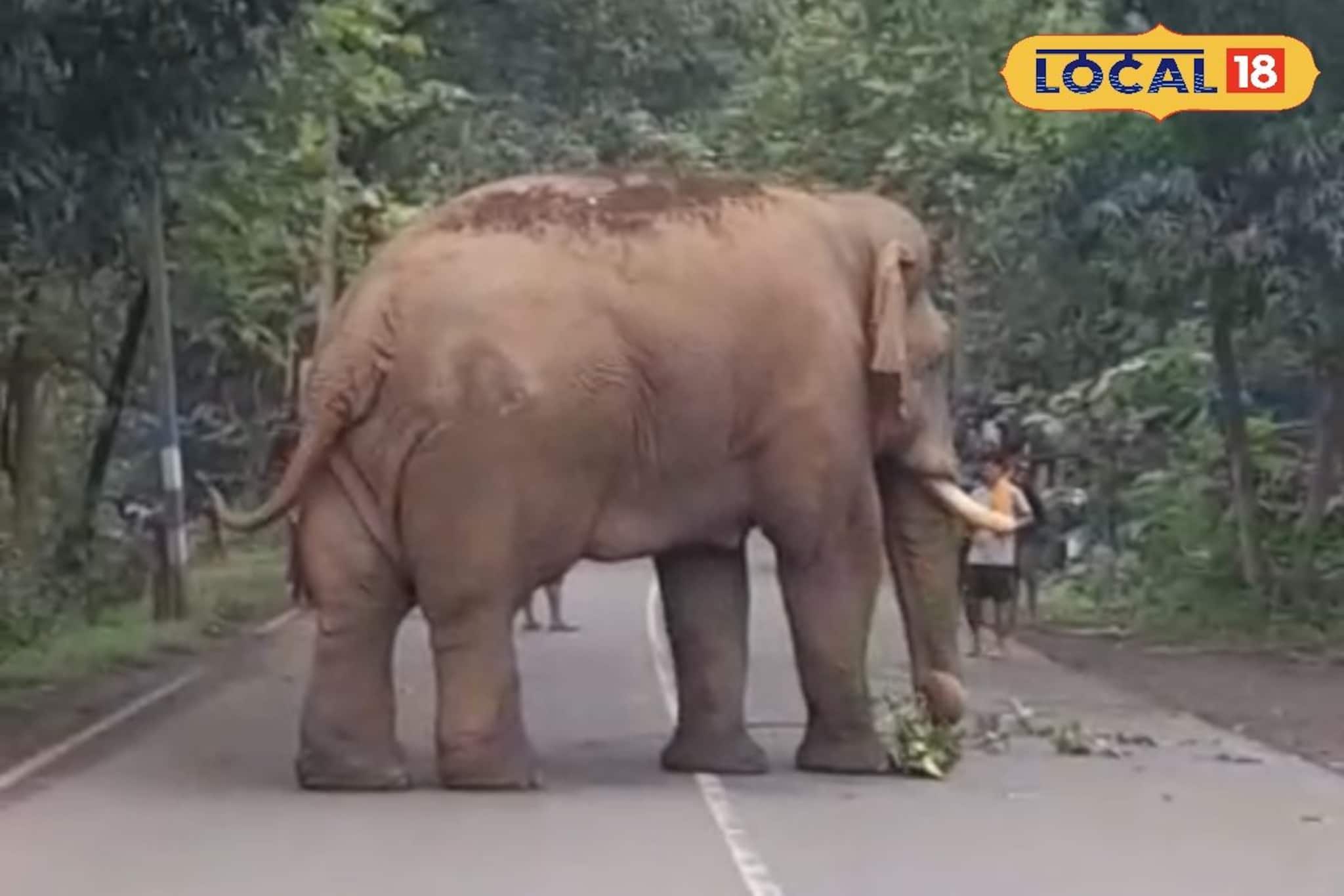 খিদের জ্বালা বড় জ্বালা! রাস্তায় লরি আটকে তোলাবাজি চালাল 'রামলাল' 
