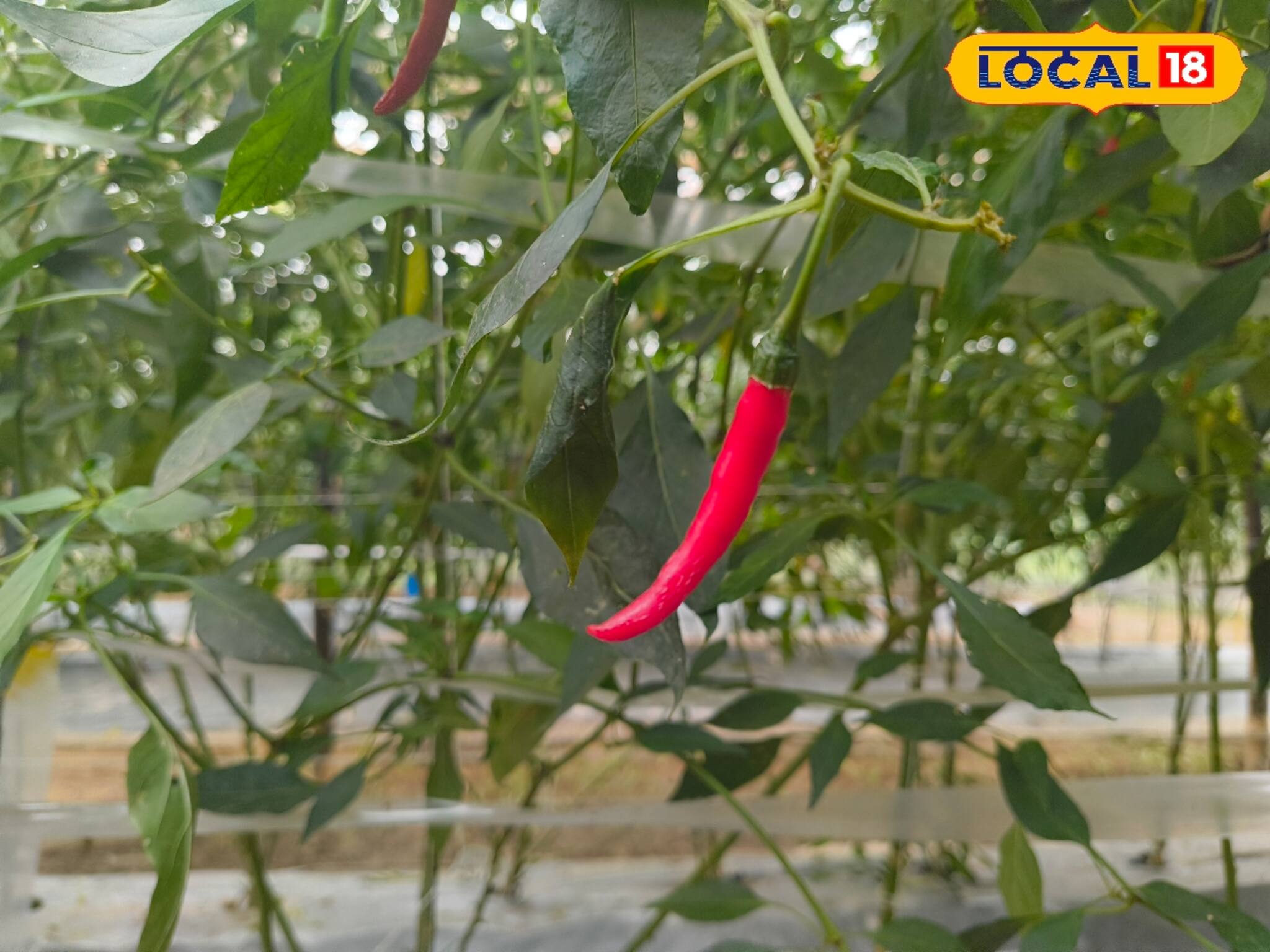 সিঙ্গুরের লঙ্কার রফতানি হচ্ছে জাপানে! জেলার কৃষকদের মুখে ফুটছে হাসি