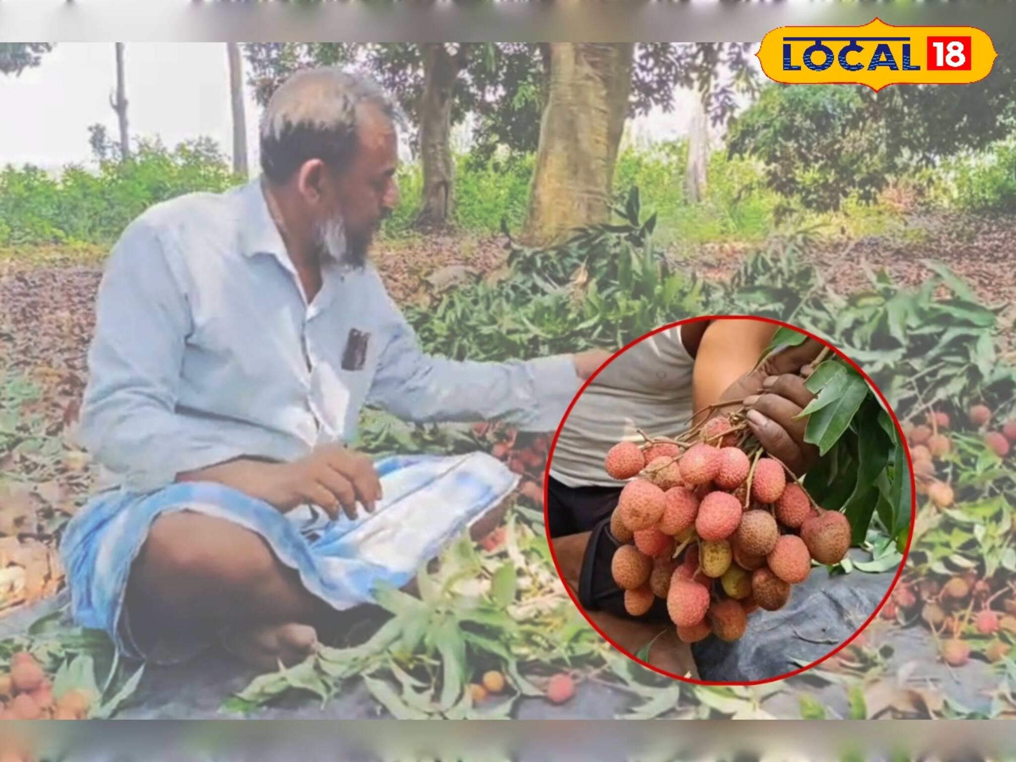 ভারত-পাক সংঘাতের আবহে বন্ধ হয়েছে রফতানি! সমস্যায় পূর্ব বর্ধমানের লিচু চাষিরা