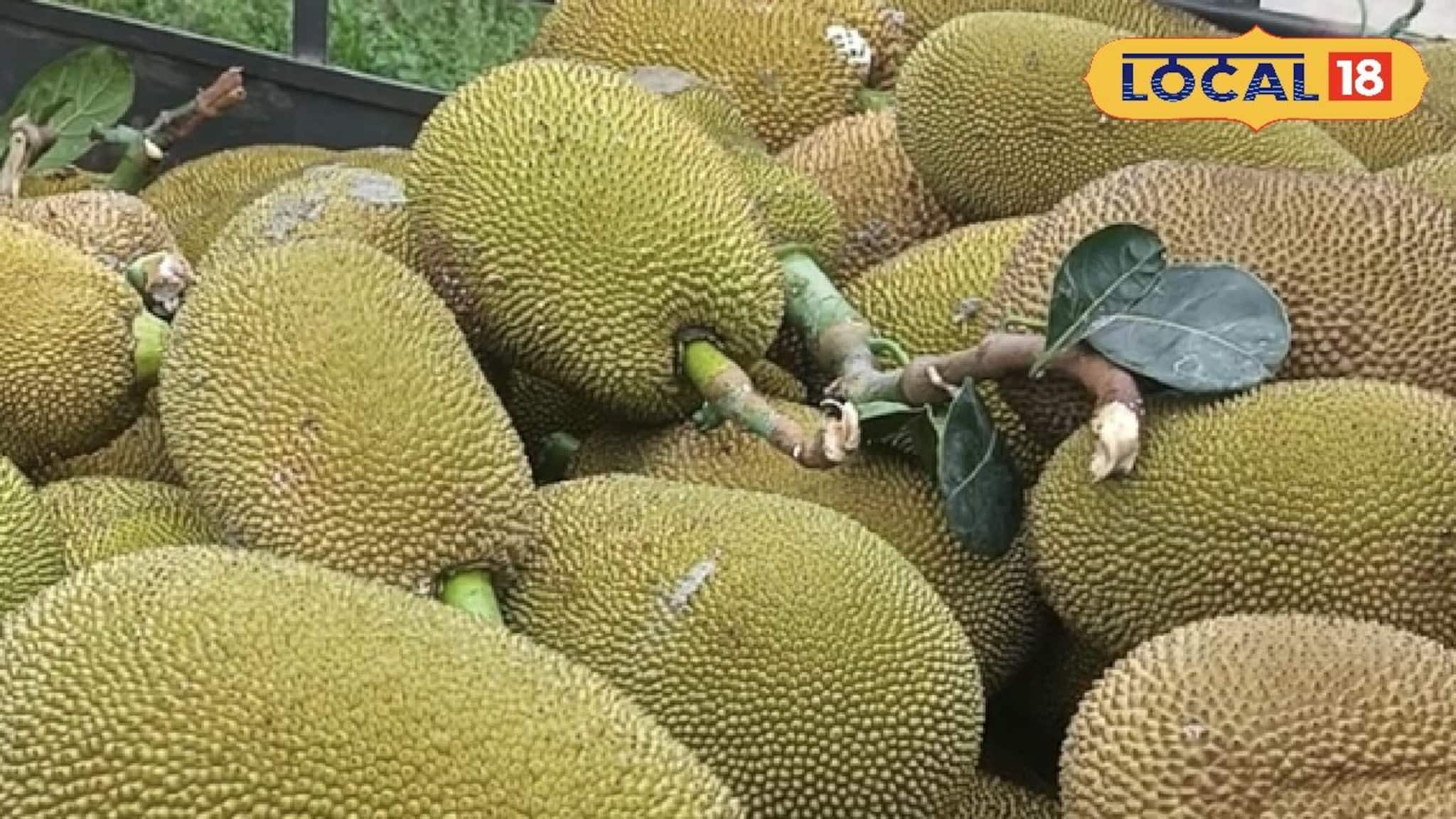 কাঁঠালই বদলে দেবে আপনার ভাগ্য, হবে মোটা টাকা লাভ ! দেখে নিন কী করে