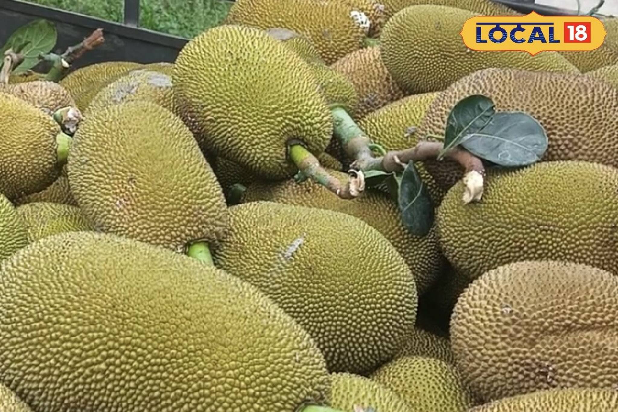 Money Making Tips: কাঁঠালই বদলে দেবে আপনার ভাগ্য, হবে মোটা টাকা লাভ ! দেখে নিন কী করে