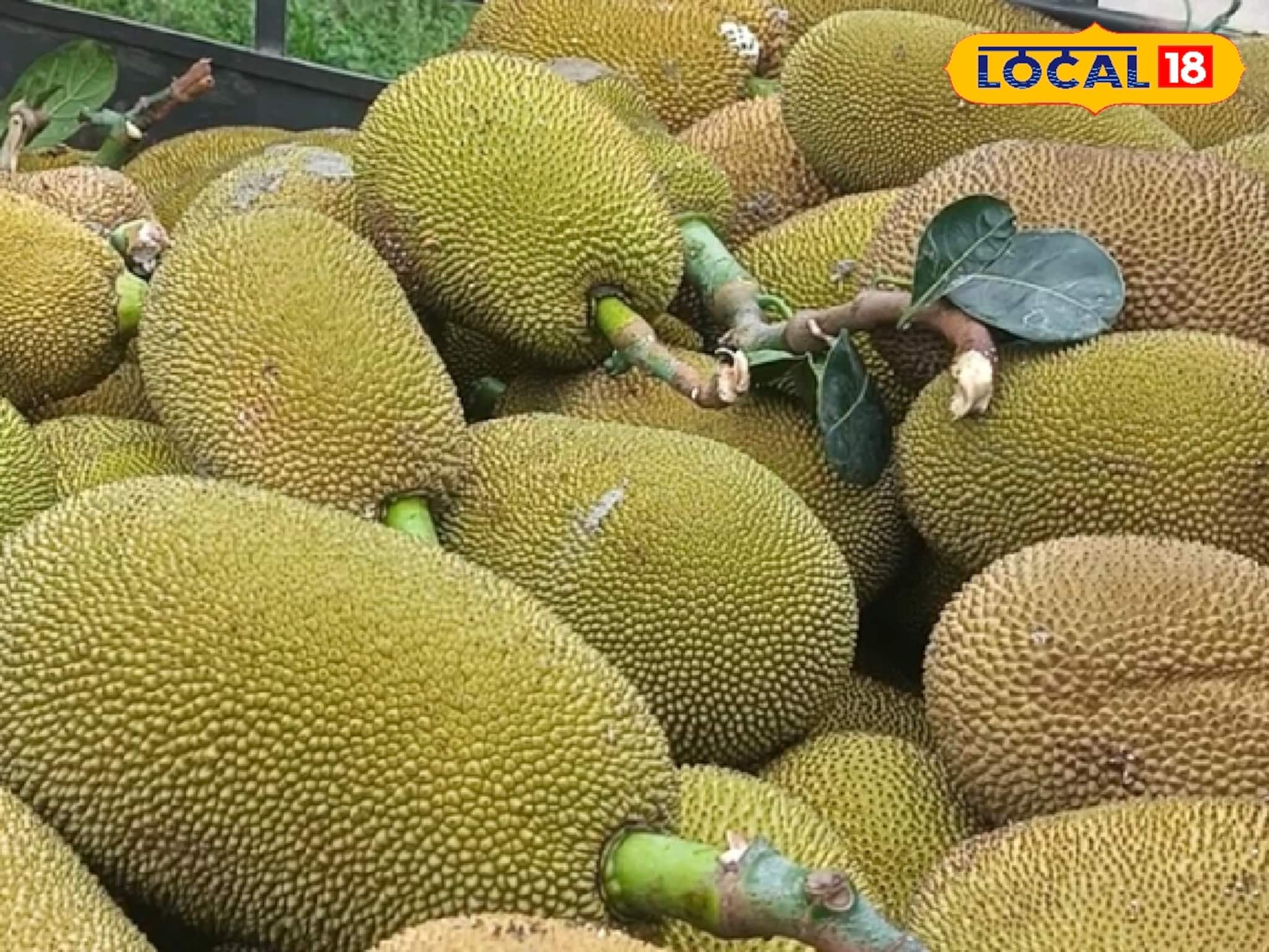 কাঁঠালই বদলে দেবে আপনার ভাগ্য, হবে মোটা টাকা লাভ ! দেখে নিন কী করে