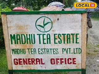 মধু চা বাগান  মধু চা বাগান