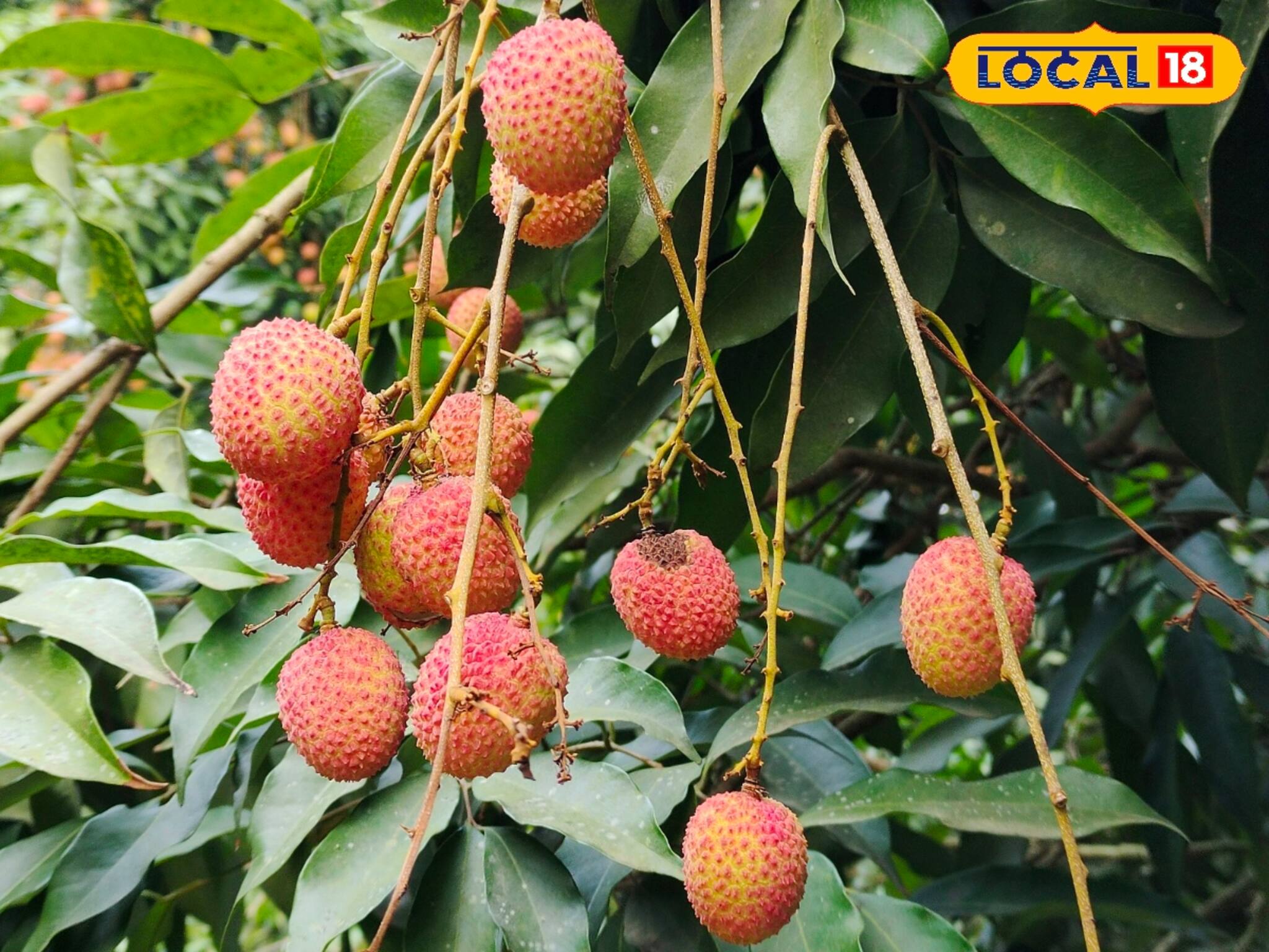 চলতি মাসেই বাজারে আসছে মালদহের সুস্বাদু, রসালো বোম্বাই লিচু