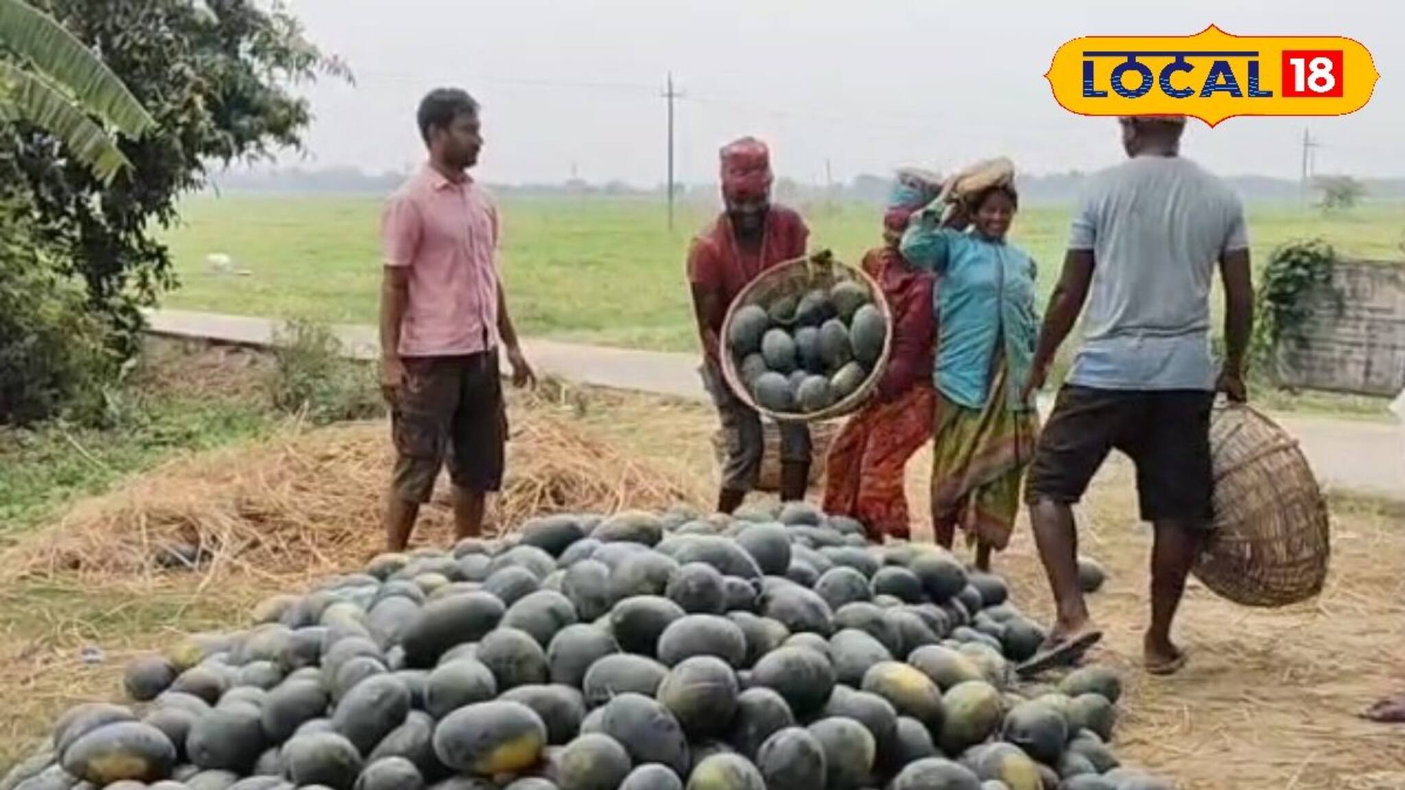 এবার সব ছাড়ুন...!  ভরে ভরে চাষ করুন দেশীয় তরমুজ, মোটা টাকা লক্ষ্মীলাভ! দারুণ সুযোগ