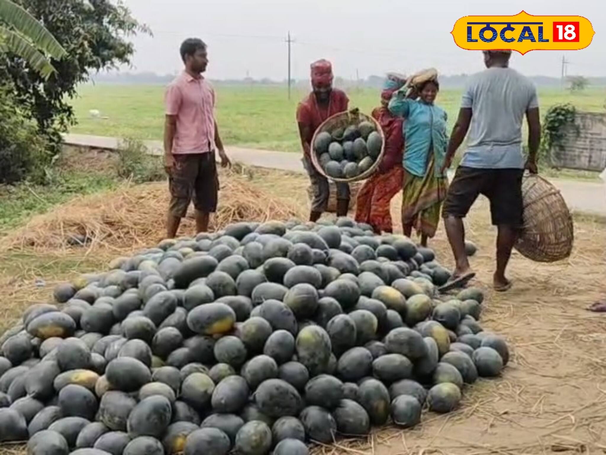 এবার সব ছাড়ুন...!  ভরে ভরে চাষ করুন দেশীয় তরমুজ, মোটা টাকা লক্ষ্মীলাভ! দারুণ সুযোগ
