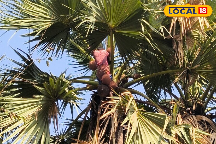 গুড় ছাড়াও পাটালি, গুড়ের গুঁড়ো এবং মিসরি তৈরি হয় তালের রস দিয়ে।