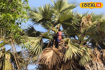 বাঁকুড়ার সোনালী অমৃত, গ্রীষ্মে পাওয়া যায় এই তালের গুড়