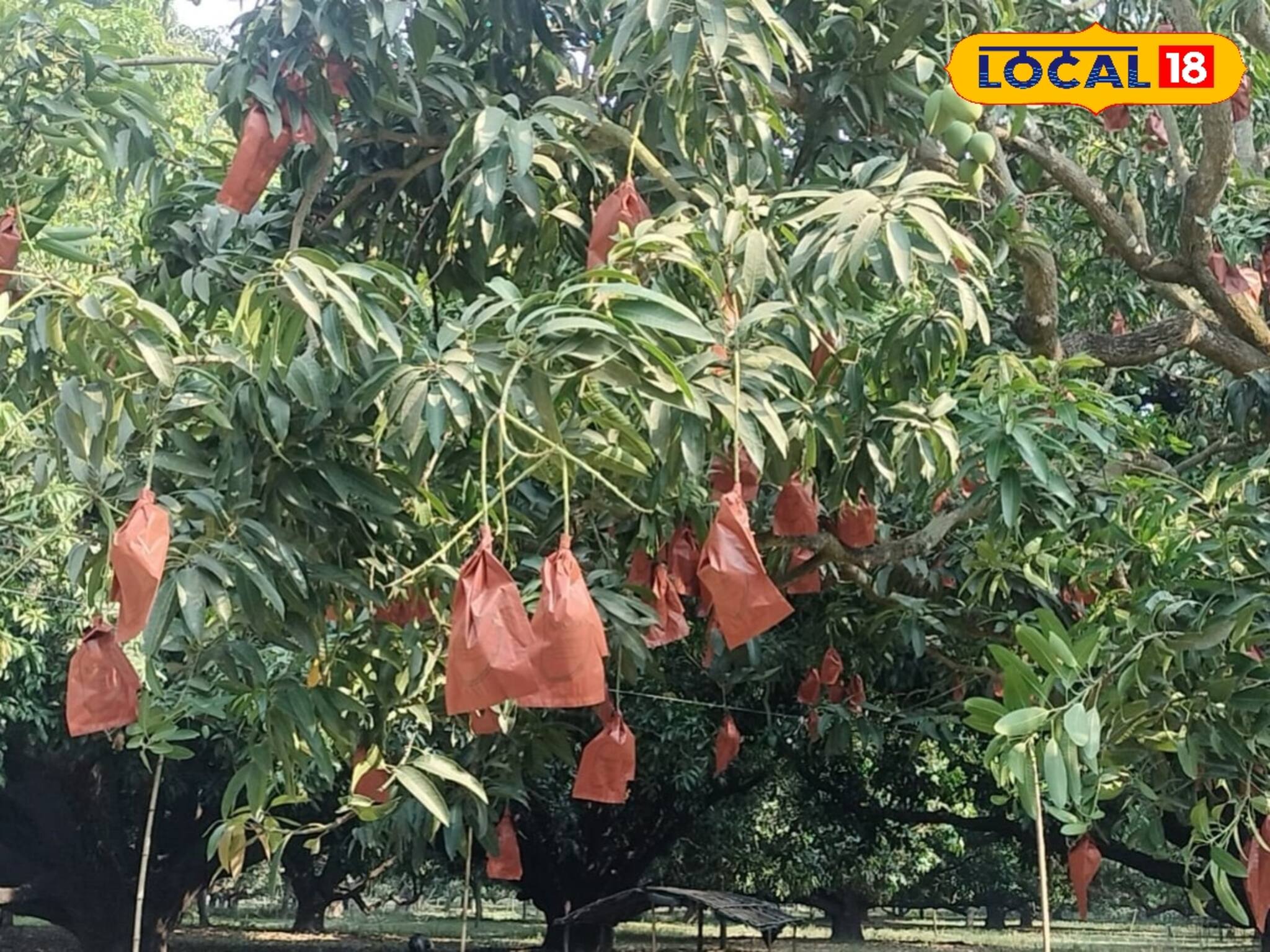 গাছ থেকেই প্যাকেট হয়ে যাচ্ছে আম! নয়া প্রযুক্তিতে বিদেশের জন্য তৈরি হচ্ছে মালদার আম
