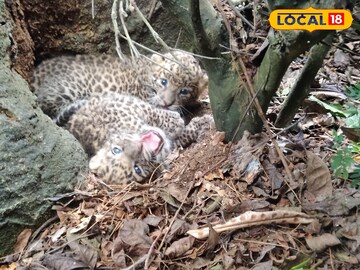 শাবক  শাবক