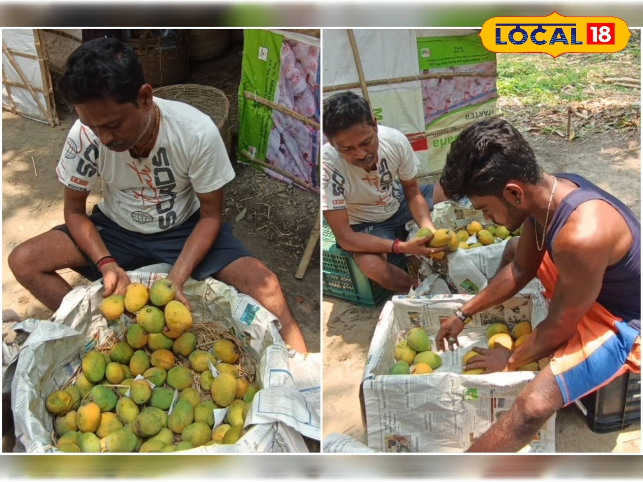 না যাচ্ছে বিদেশ, না দেখা মিলছে এজেন্টদের! আম চাষ করে চরম বিপাকে বিপুল সংখ্যক চাষিরা