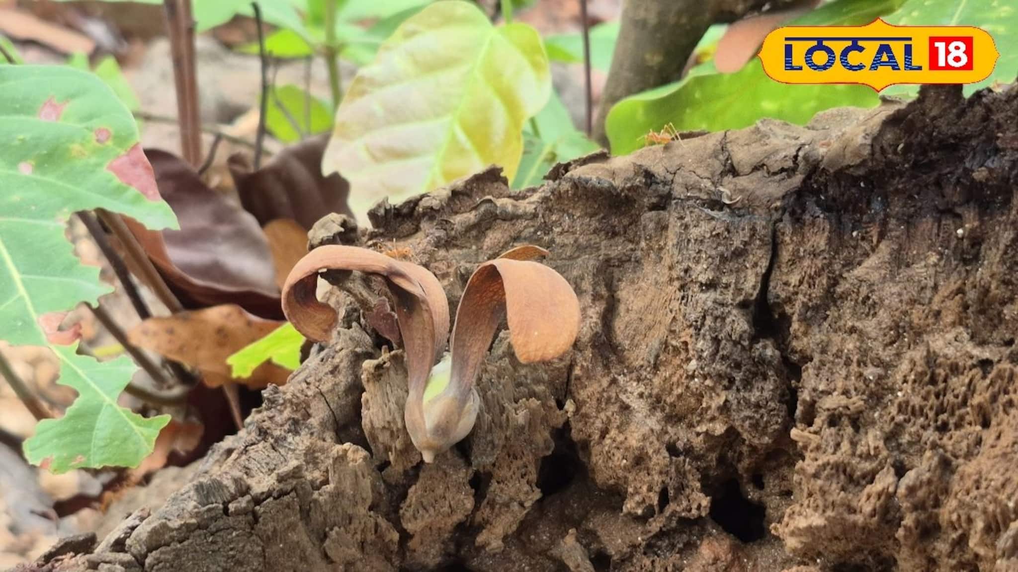 New Business Idea: 'শালুই' কি জানেন ? এই জিনিস থেকে সহজেই আয় হচ্ছে মোটা টাকা !