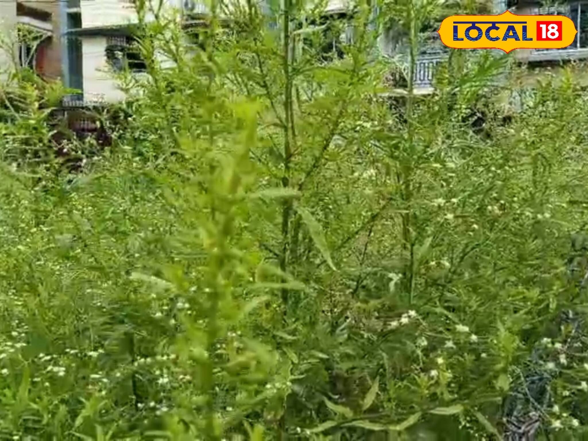 ভয়ঙ্কর গাছ! পরিবারের ক্ষতি না চাইলে বাড়ির আশেপাশে দেখলেই ভেঙে গুঁড়িয়ে দিন