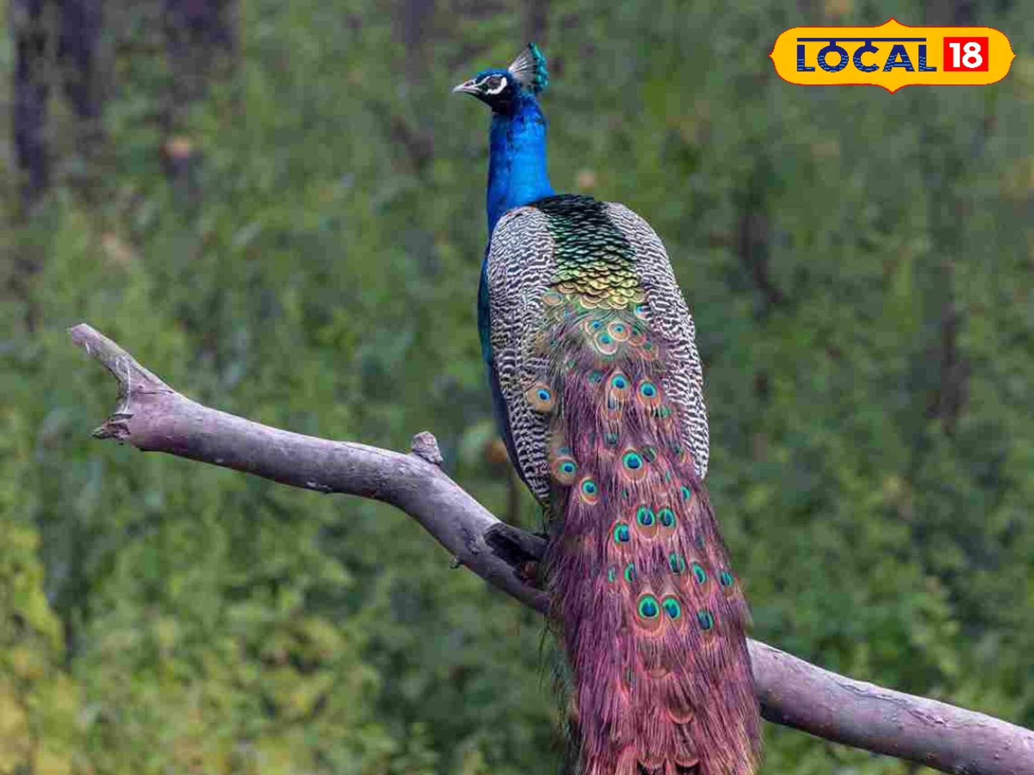 চিড়িয়াখানা নয়, হুগলির এই এলাকাতেই ঝাঁক ঝাঁক ময়ূরের বাস! এবার সংরক্ষণে বিশেষ বন্দোবস্ত