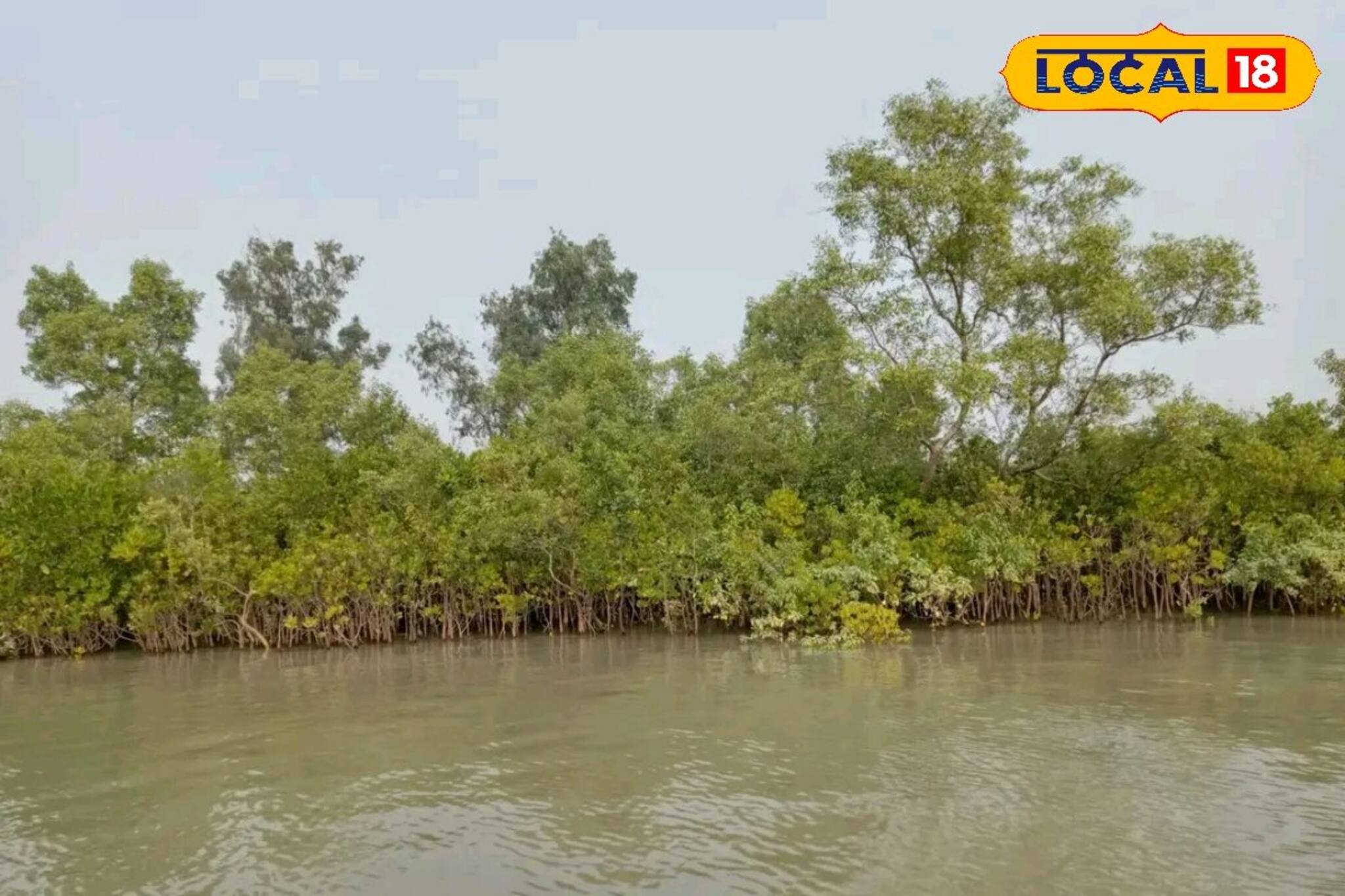 সুন্দরবনে জলের তাপমাত্রা বেড়েছে ৪ ডিগ্রি, ১৩৩ প্রজাতির প্রাণী সংকটে! গবেষণায় এল তথ্য