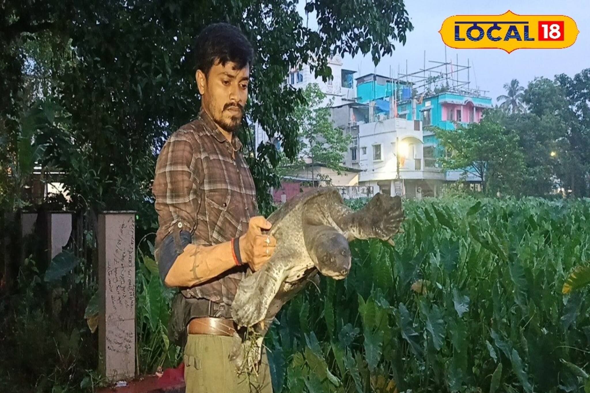 Turtle Rescue: দিঘি থেকে উঠে এসে আটকে গেল গাছের গুঁড়িতে ওটা কী! দেখতে ভিড় জমাল গোটা পাড়া