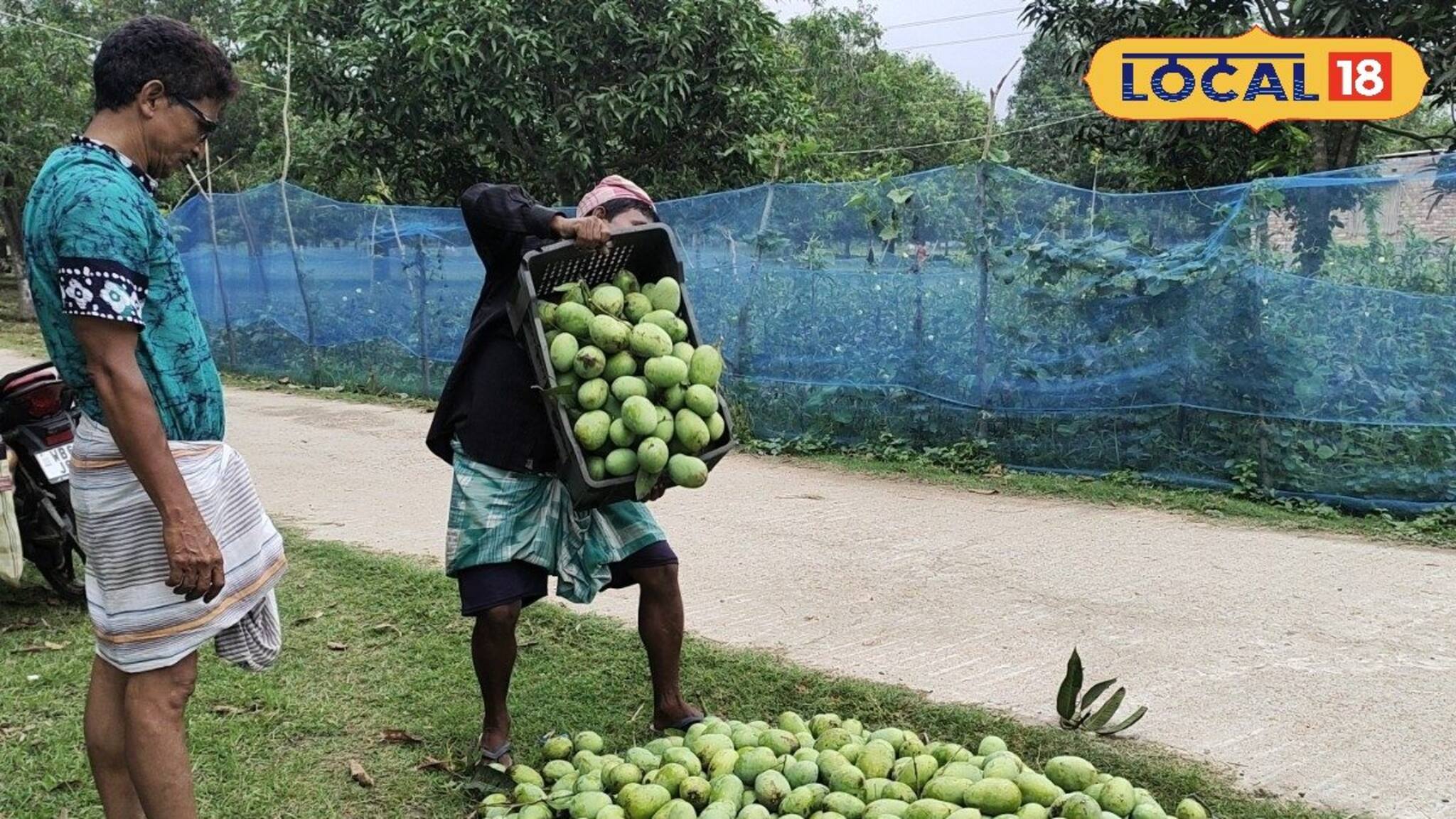 অপেক্ষার অবসান, এবার বাজারে বাজারে মিলবে মালদার বিখ্যাত সব আম! দেখে নিন দাম