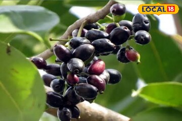 ব্লাড সুগার বশে! নিয়ন্ত্রণে হৃদরোগ! যৌবন অটুট রাখতে চুটিয়ে খান সুন্দরবন অঞ্চলের এই ফল!