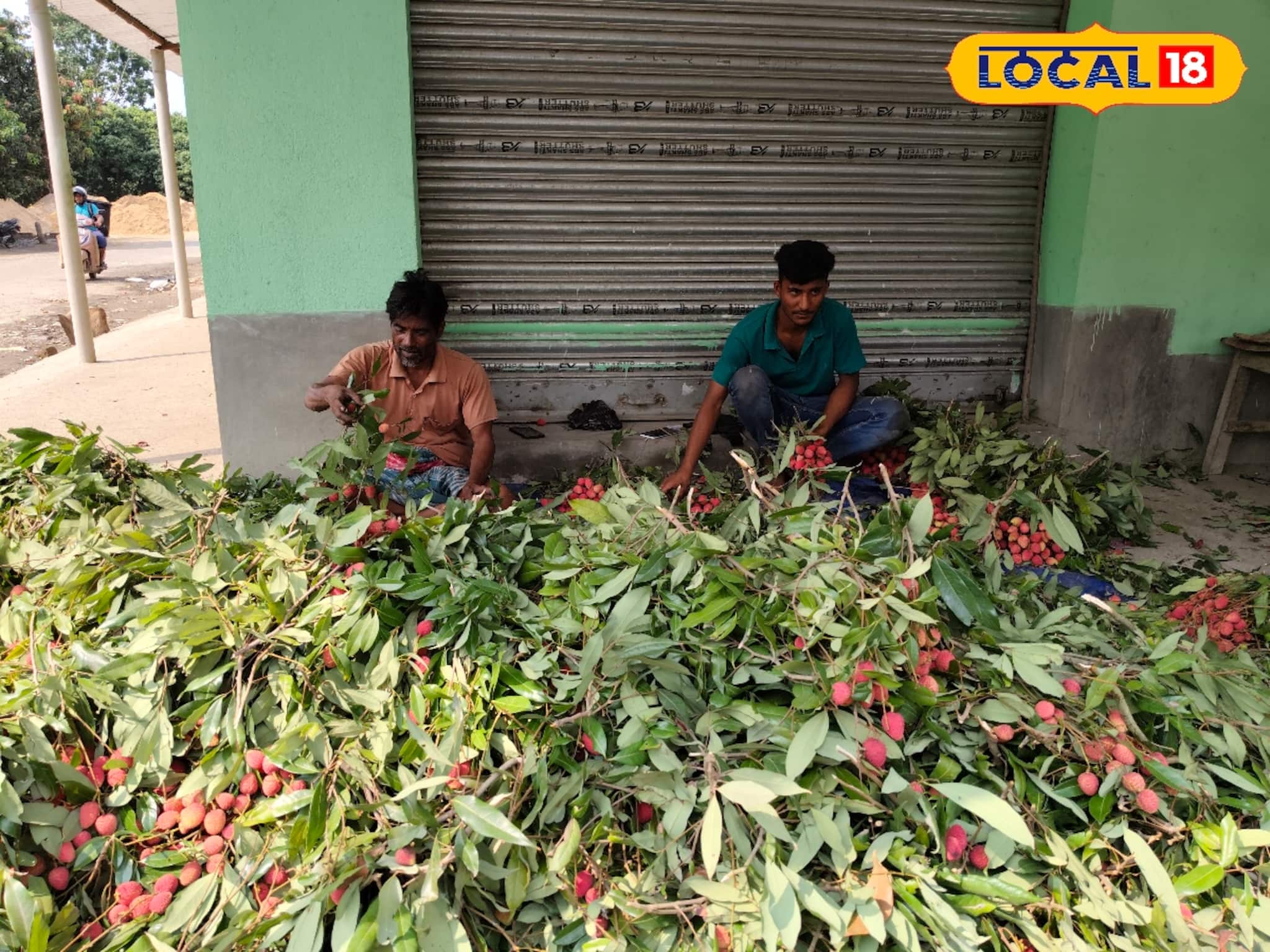 ২২০০ টাকায় ১০০০ লিচু! কেজি নয়, সংখ্যায় মুর্শিদাবাদের লিচু চলে যাচ্ছে ভিন রাজ্যে