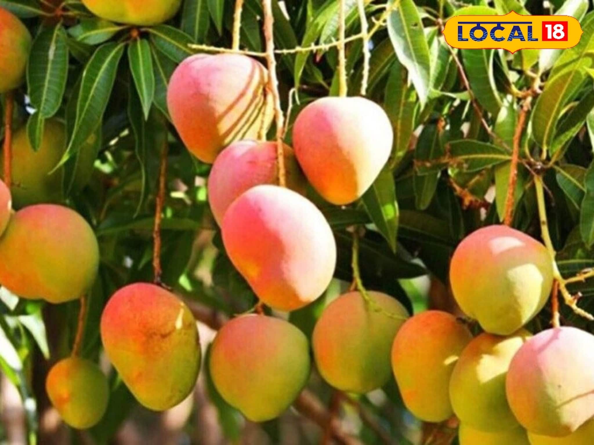 কাঁচাপাকাতে মিষ্টি, আমে গোলাপের সুগন্ধ! এই আম খেতে মুখিয়ে থাকে গোটা বাংলা থেকে দেশ-বিদেশ