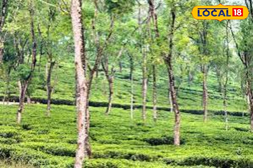 আলিপুরদুয়ার ও ডুয়ার্স-এর আকাশ মূলত মেঘলা থাকবে এবং হালকা বৃষ্টির সম্ভাবনা রয়েছে। আলিপুরদুয়ারে আজকের সর্বোচ্চ তাপমাত্রা ৩১° এবং সর্বনিম্ন ২২° সেলসিয়াস। ডুয়ার্সে সর্বোচ্চ তাপমাত্রা ৩০° এবং সর্বনিম্ন ২২° সেলসিয়াস।