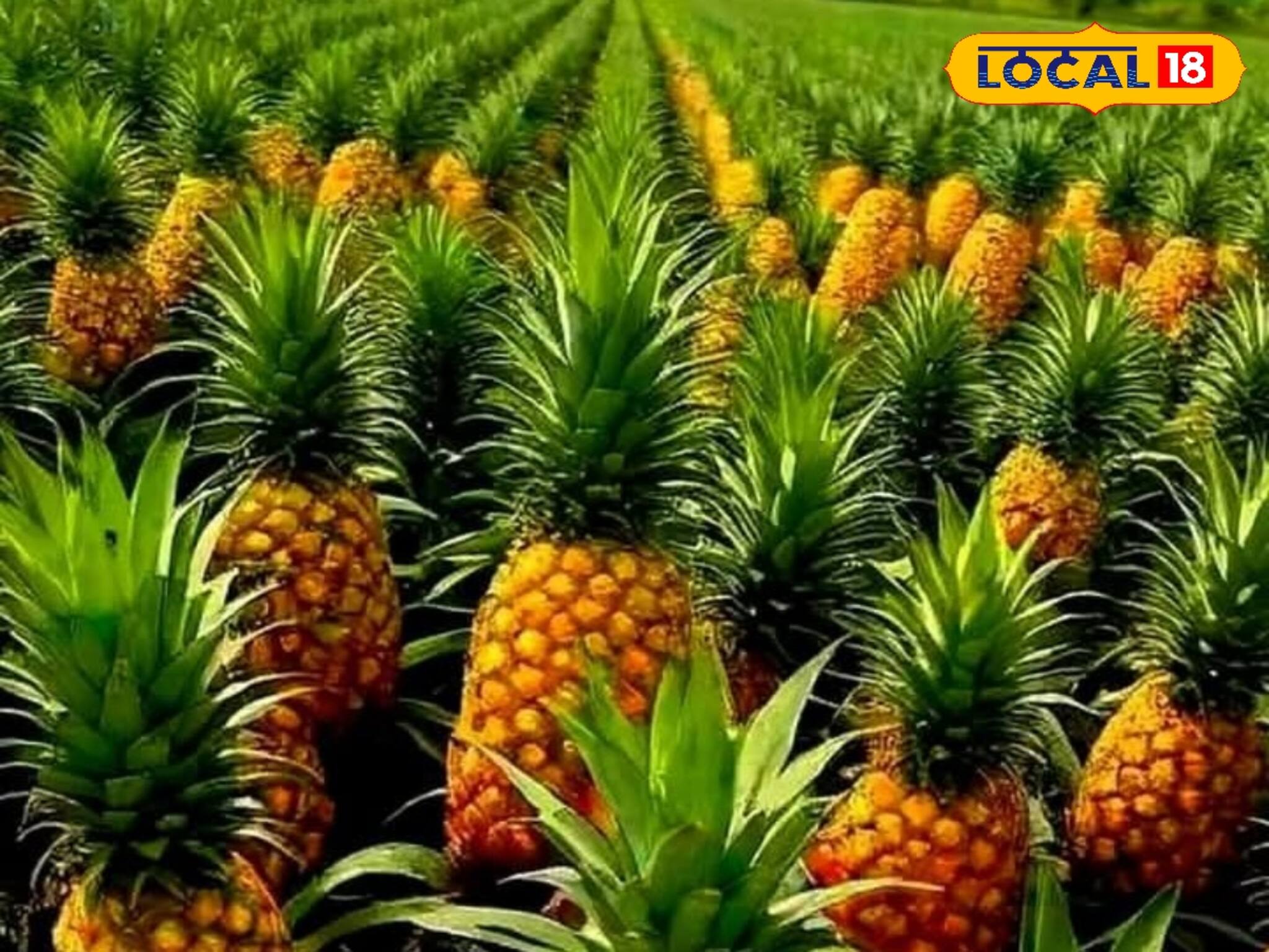 এই আনারসে থাকবে না কোন‌ও চোখ! সুস্বাদু এই ফল চাষে প্রতিমাসে গ্যারান্টি লক্ষ লক্ষ টাকা আয়!