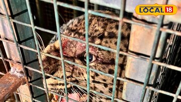 লেপার্ড