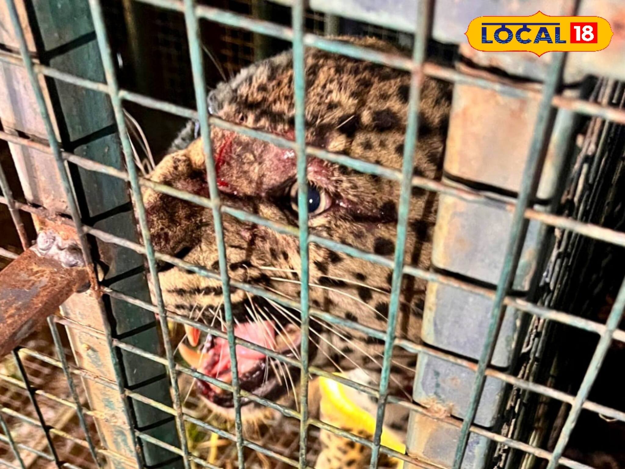 জ্বালাতনের শেষ ছিল না! শেষমেশ খাঁচাবন্দি জোড়া লেপার্ড! দেখুন ভিডিও